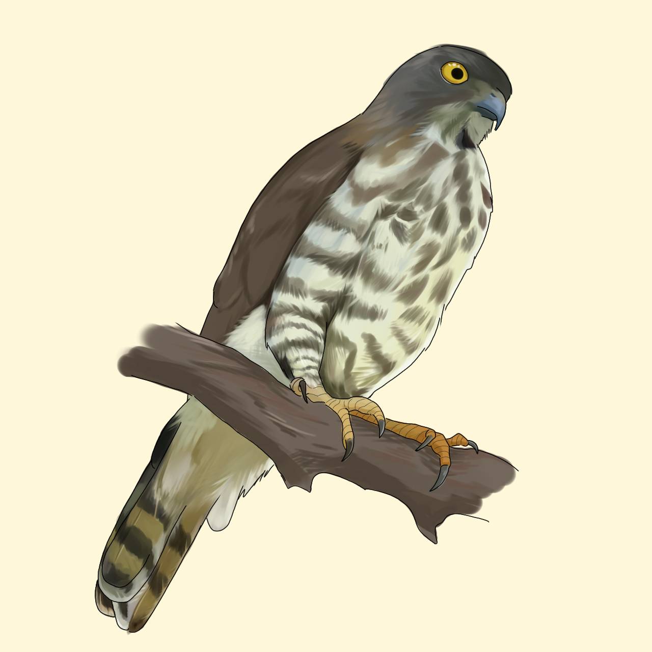 蒼鷹 鳳頭蒼鷹- eBird